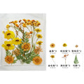 Flores secas - 30801