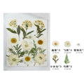 Flores secas - 30798